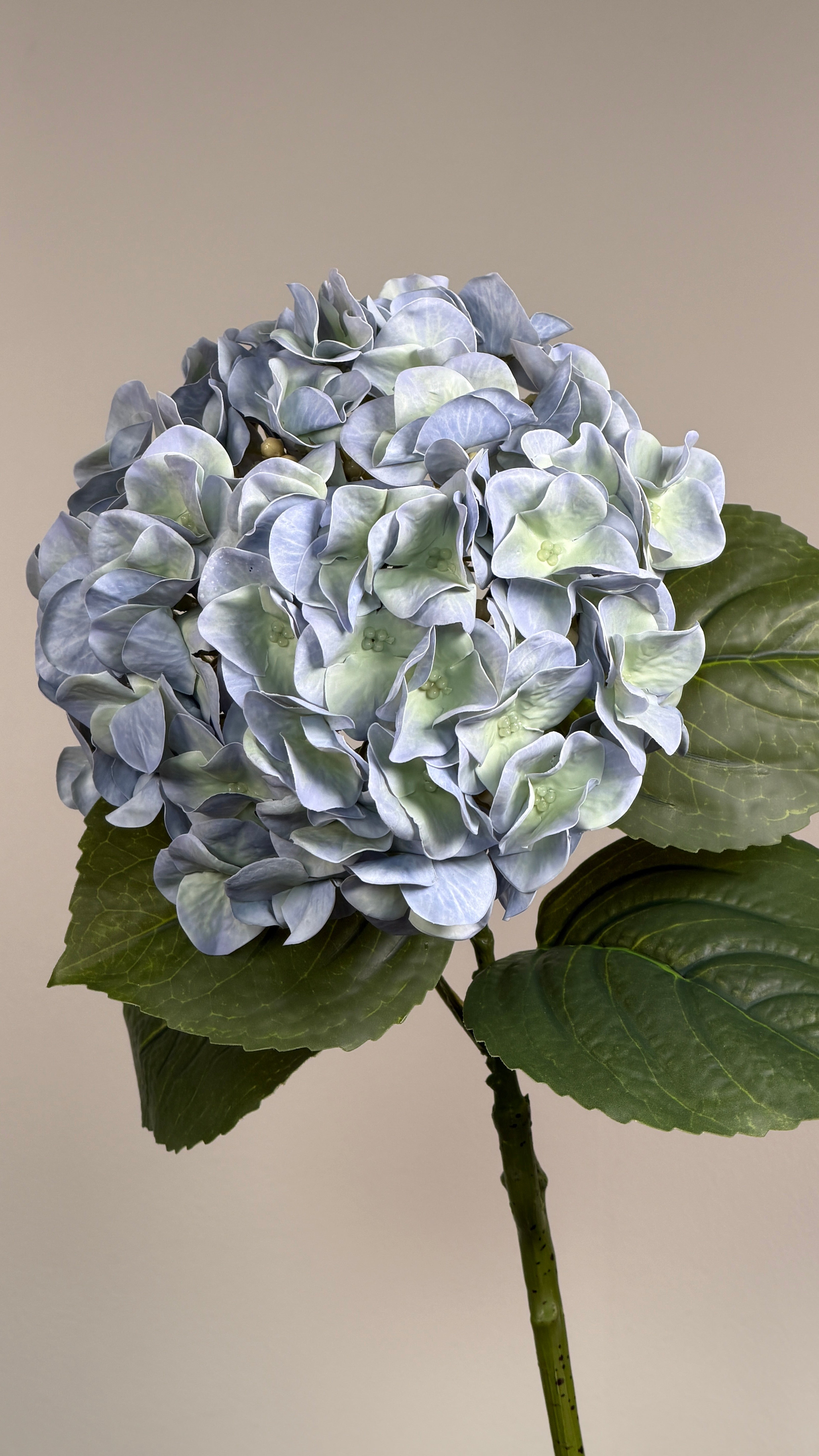 Luksus Hortensia - Støvet Lyseblå close-up