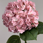 Luksus Hortensia - Varm Rosa close-up