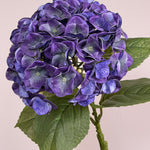 Luksus Hortensia - Violet close-up